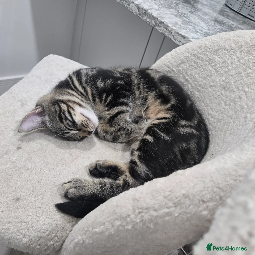 Maine Coon cats for sale: Maine coon x - Advert 4