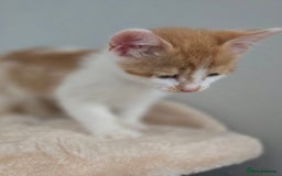 Mixed Breed cats for sale: 5 Kittens LEFT! Friendly and Lovable - Image 6