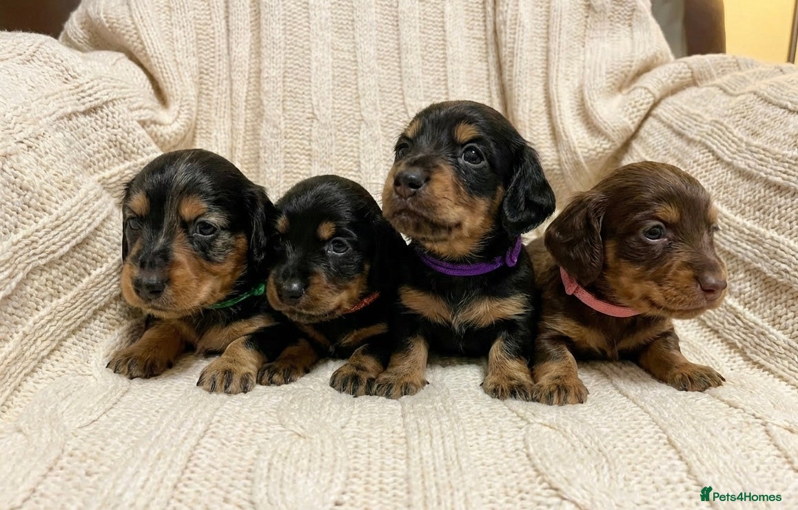 Miniature Dachshund dogs Miniature Longhaired Dachshund - Advert 1