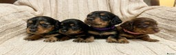 Miniature Dachshund dogs for sale: Miniature Longhaired Dachshund - Advert 1
