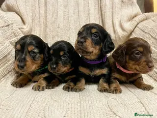 Miniature Dachshund dogs Miniature Longhaired Dachshund - Advert 1