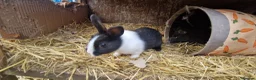 Dutch rabbits for sale: Diddy little Dutch buns- super friendly - M and F - Advert 21