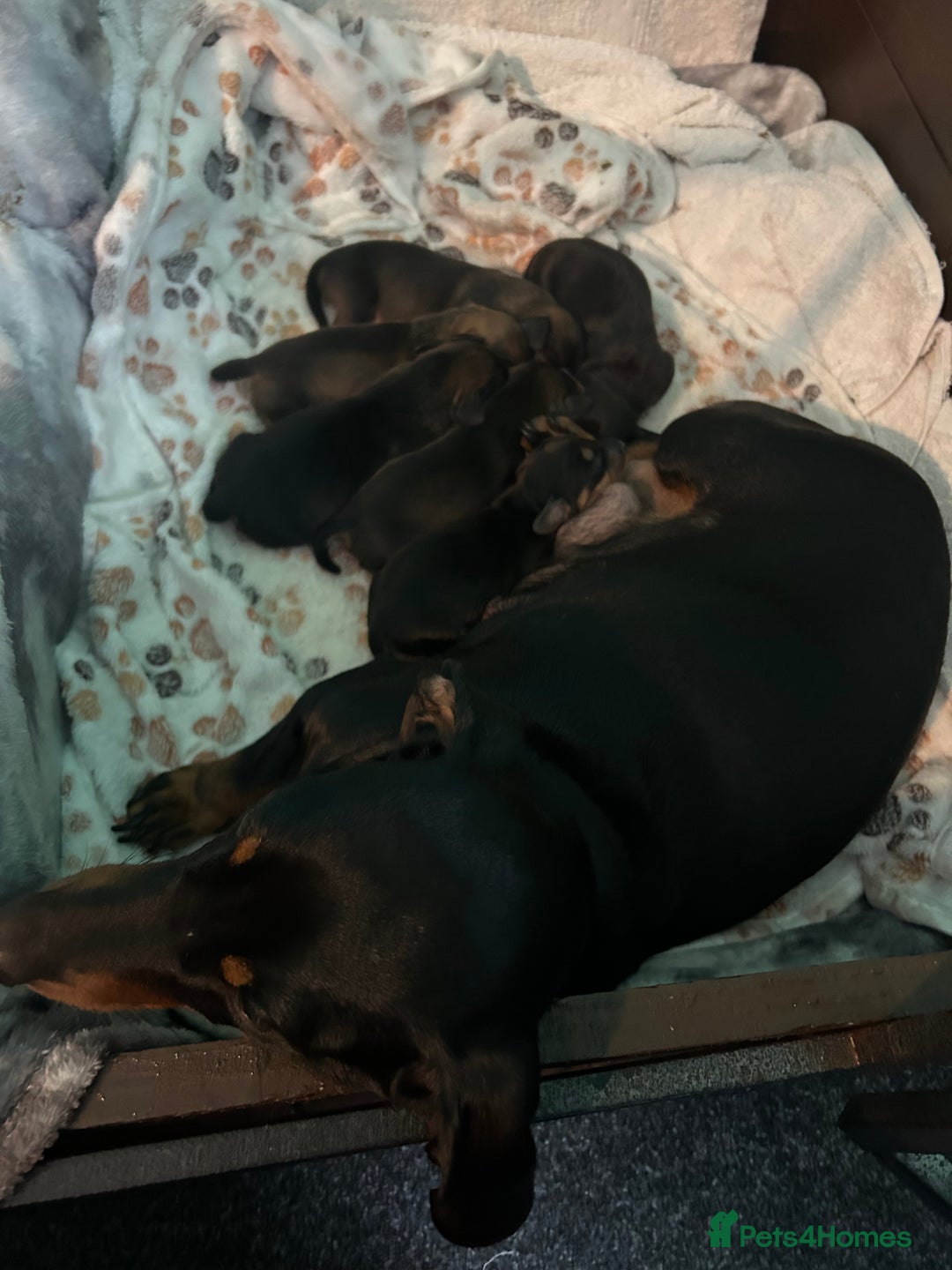 Miniature Dachshund dogs for sale: Miniature daschund puppy’s  - Image 2