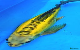 Goldfish fish for sale: GOLDFISH KOI CARP GHOST CARP BUTTERFLY KOI FISH - Image 7