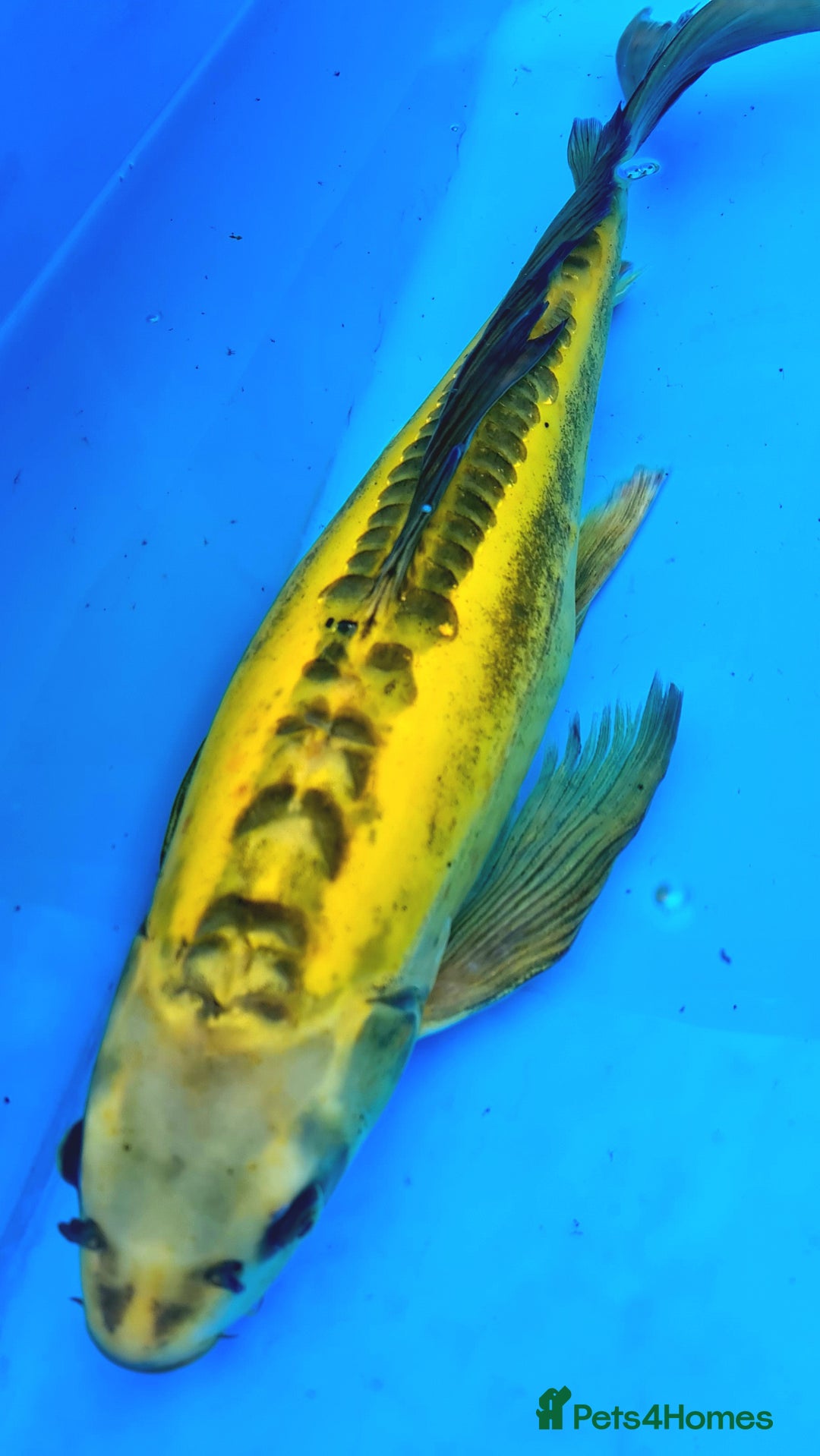 Goldfish fish for sale: GOLDFISH KOI CARP GHOST CARP BUTTERFLY KOI FISH - Image 7