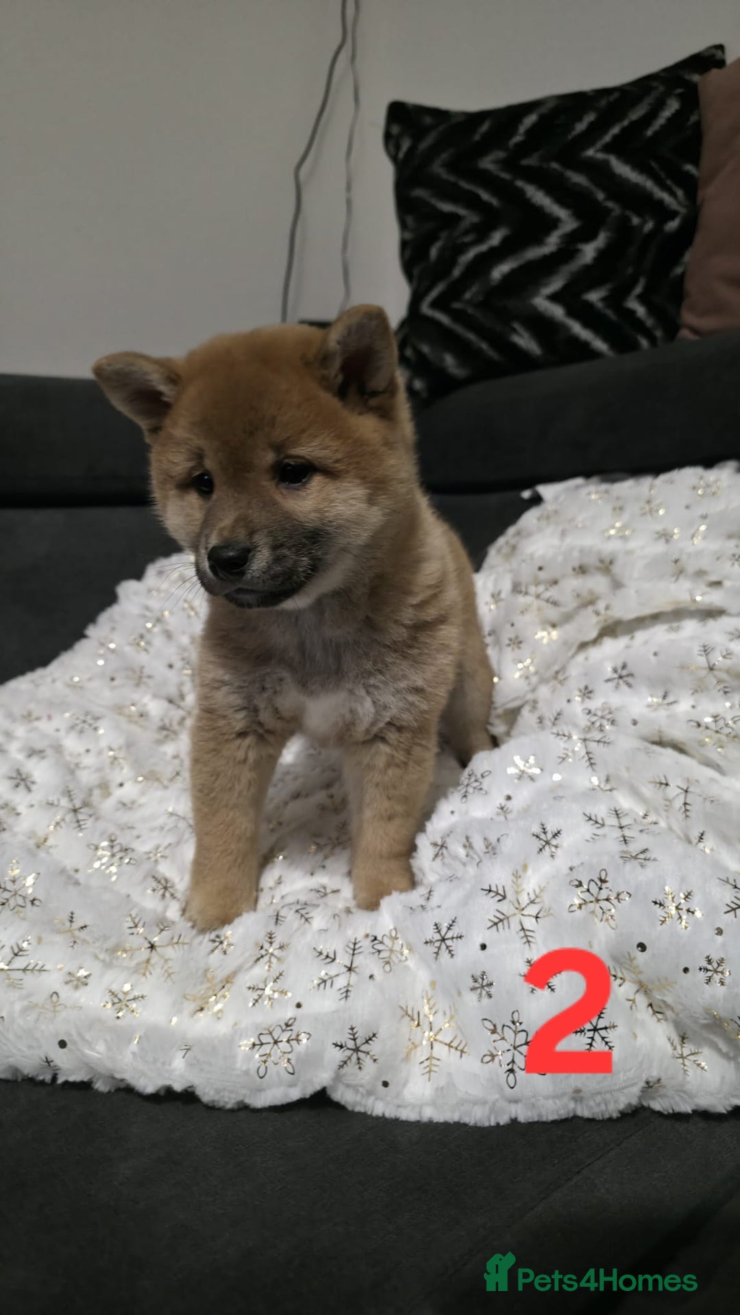 Japanese Shiba Inu dogs for sale: Puppy Shiba inu female - Advert 3