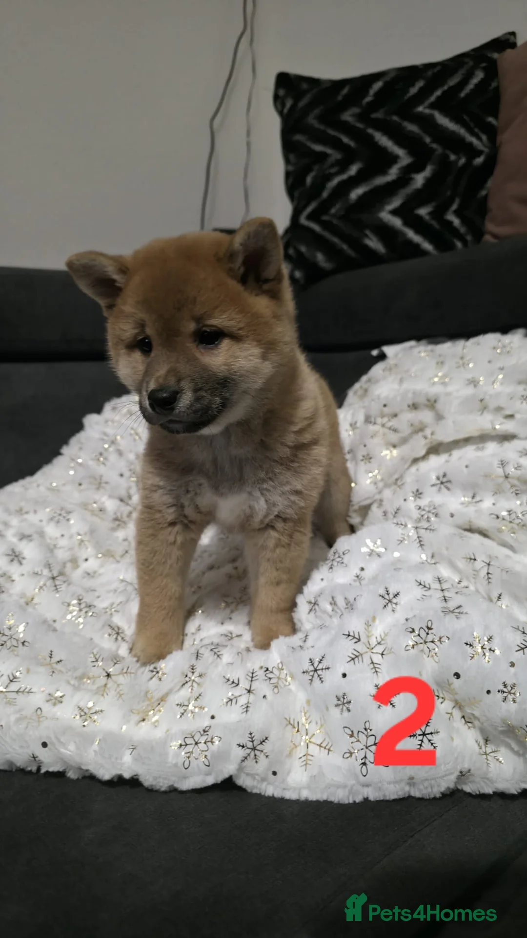 Japanese Shiba Inu dogs for sale: Puppy Shiba inu female - Advert 11