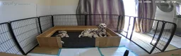 Dalmatian dogs for sale: Exceptional KC Liver Spotted Dalmatian Puppies - Advert 3