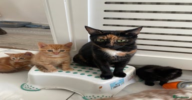British Shorthair cats - Advert 10
