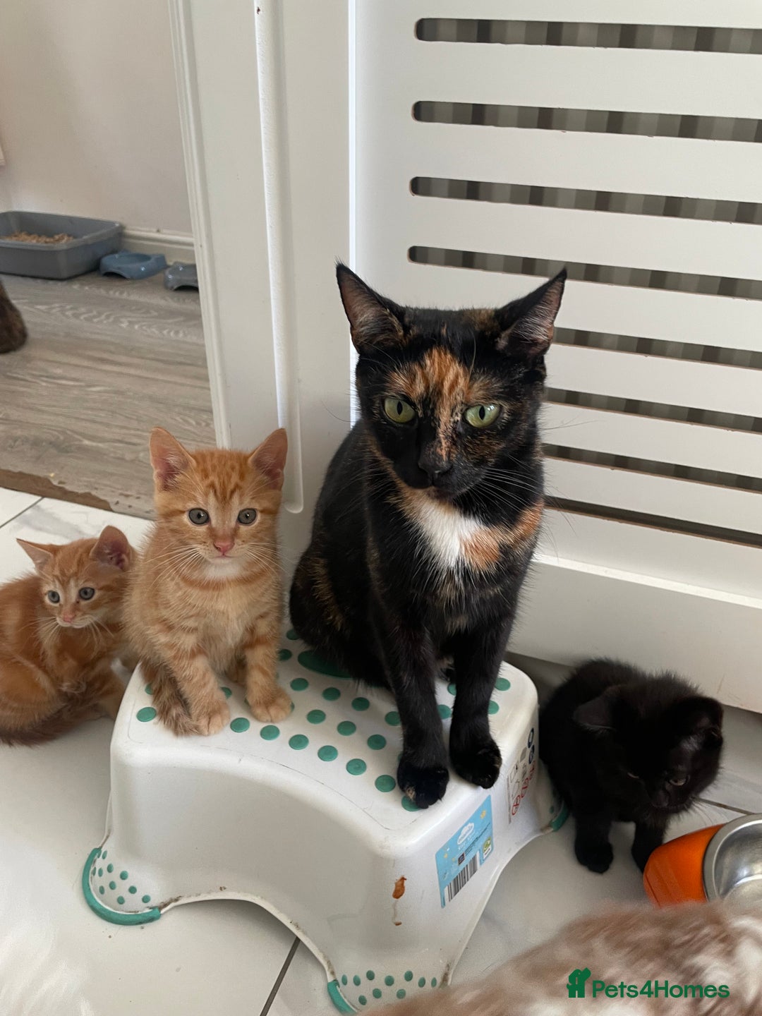 British Shorthair cats for sale: Gorgeous Kittens For Sale, Very Loving & Playful - Image 2
