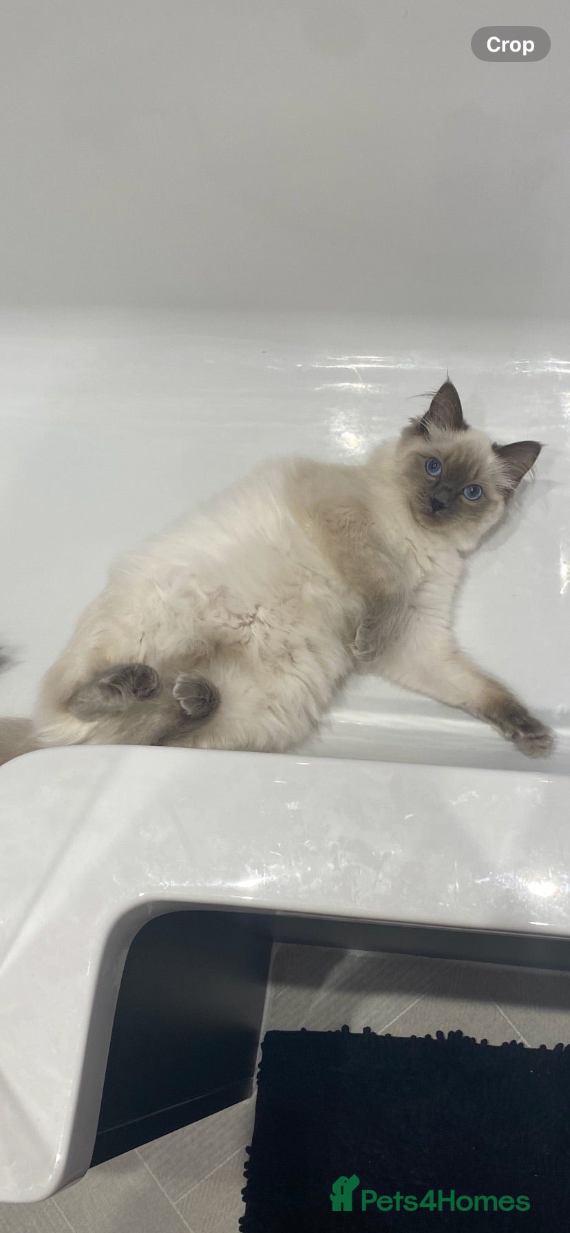 Ragdoll cats Eliza - Advert 4