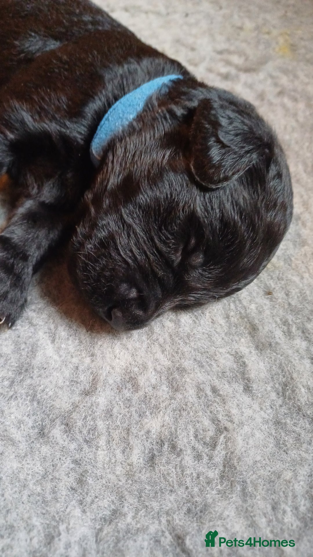 Goldendoodle dogs for sale: Goldendoodles. Family pets - Advert 23