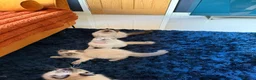 Ragdoll cats for sale: Stunning Ragdoll kittens  - Advert 26