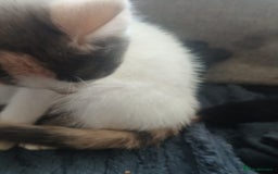 Domestic Shorthair cats for sale: 🐾 9 Beautiful Kittens - Image 22