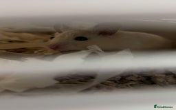 Hamster rodents for sale: blonde syrian hamster - Image 2