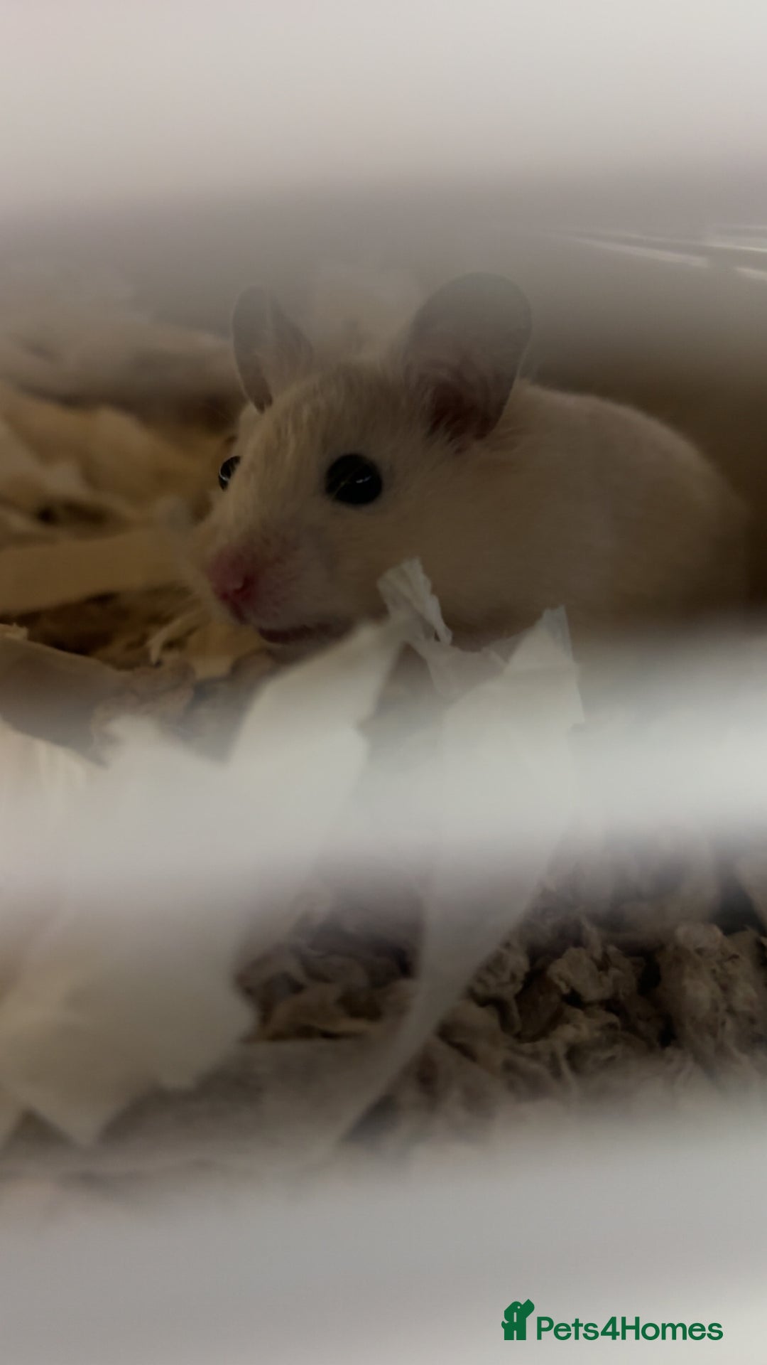 Hamster rodents for sale: blonde syrian hamster - Image 2