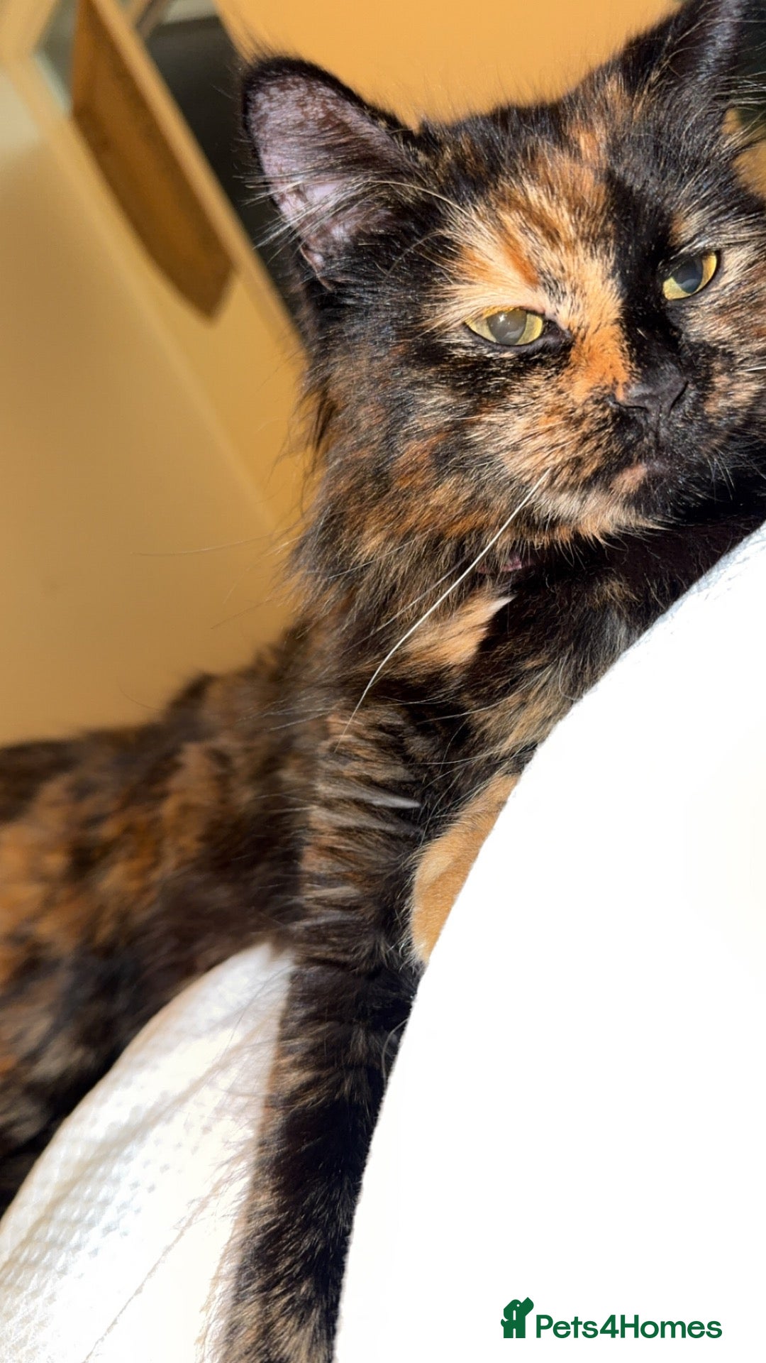 Mixed Breed cats Lovely little kittens  - Advert 4