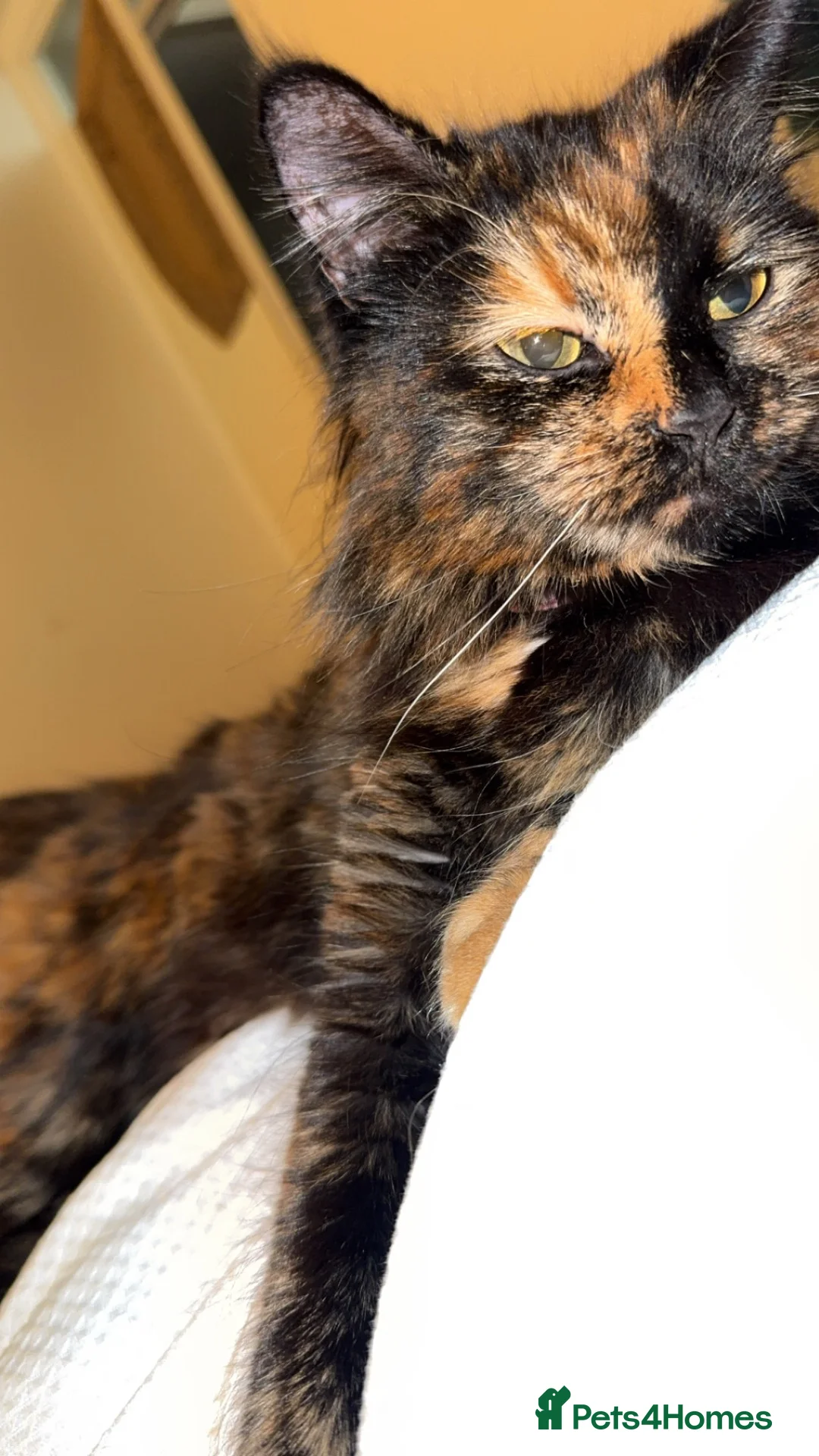 Mixed Breed cats for sale: Lovely little kittens  - Advert 1