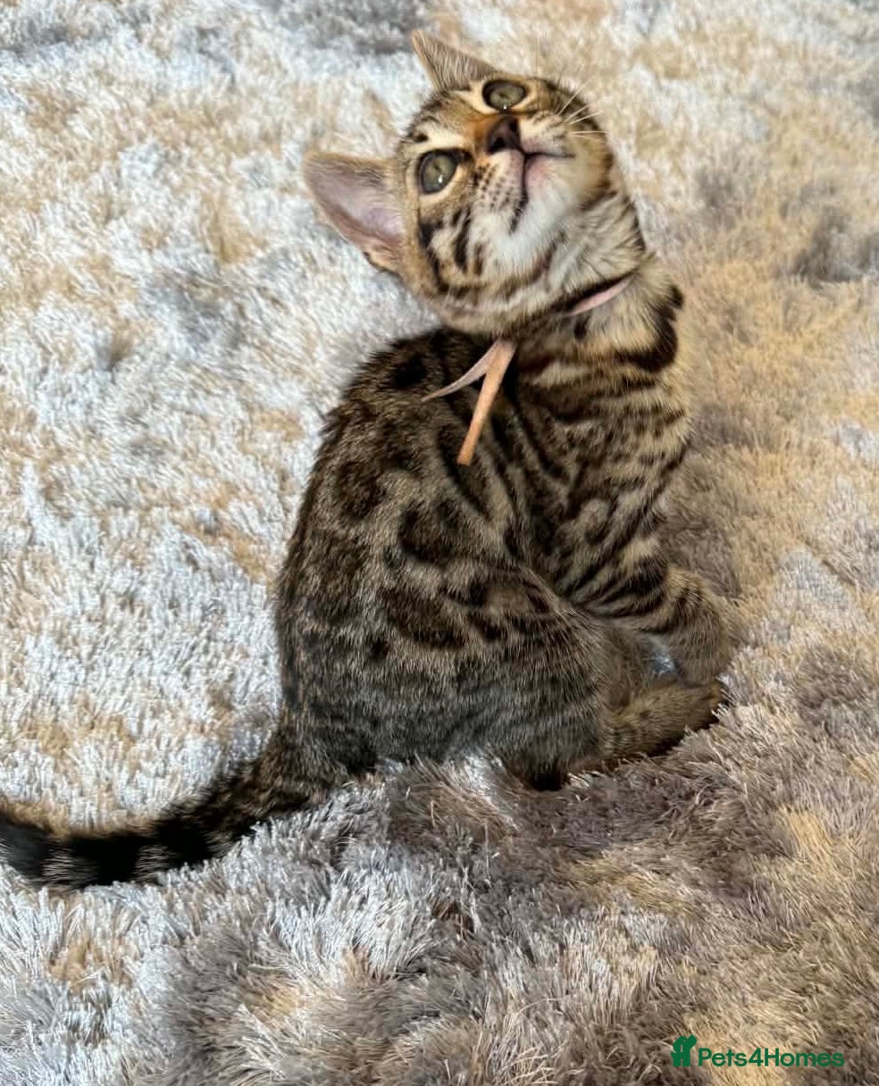 Bengal cats ✨ Beautiful Bengal Kittens✨ - Advert 13
