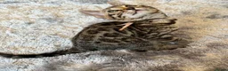 Bengal cats for sale: ✨ Beautiful Bengal Kittens-READY NOW!✨ - Advert 5