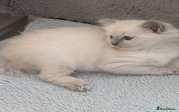 Ragdoll cats for sale: Kitty Ragdoll  - Image 5