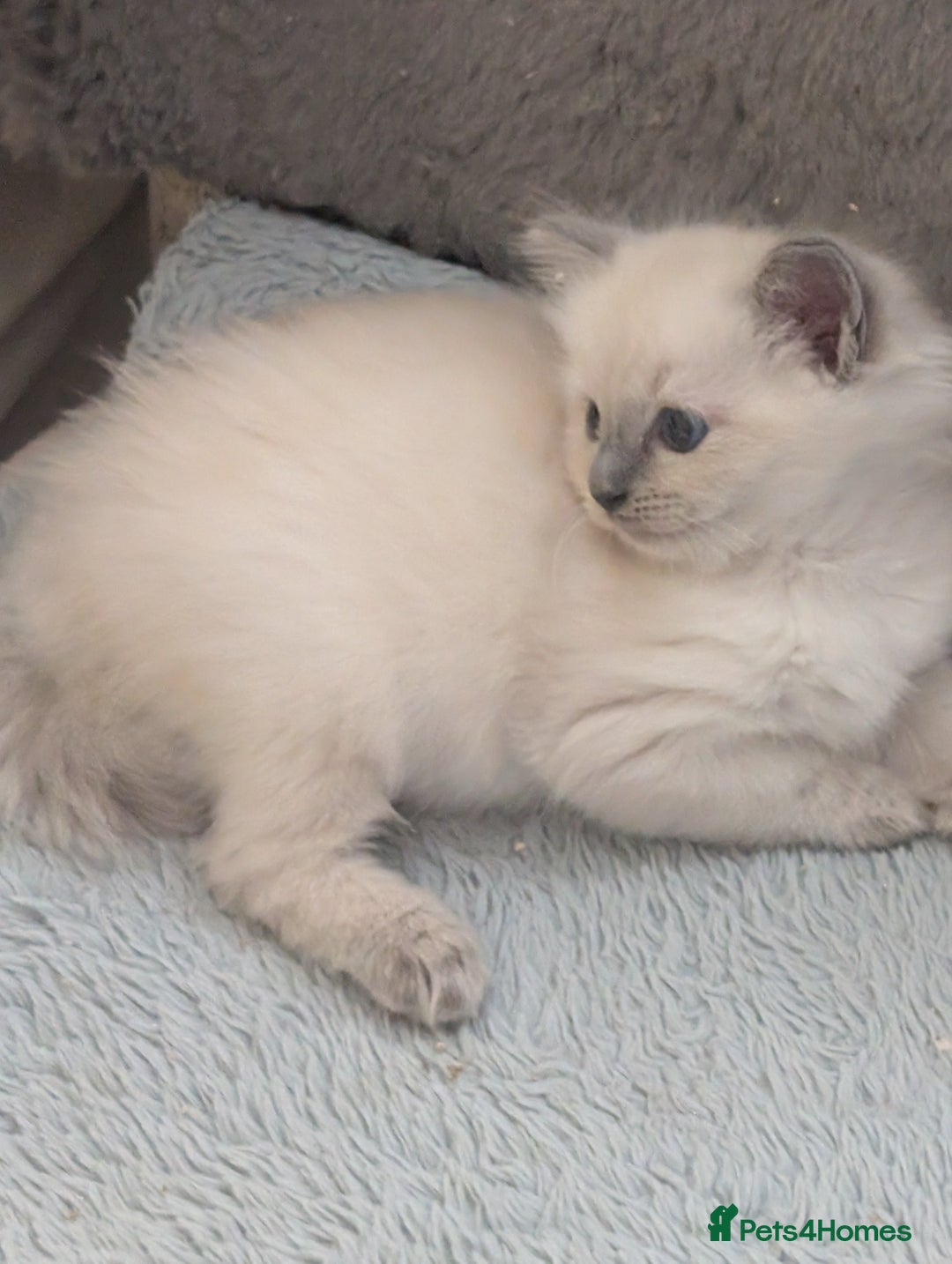 Ragdoll cats for sale: Kitty Ragdoll  - Image 5