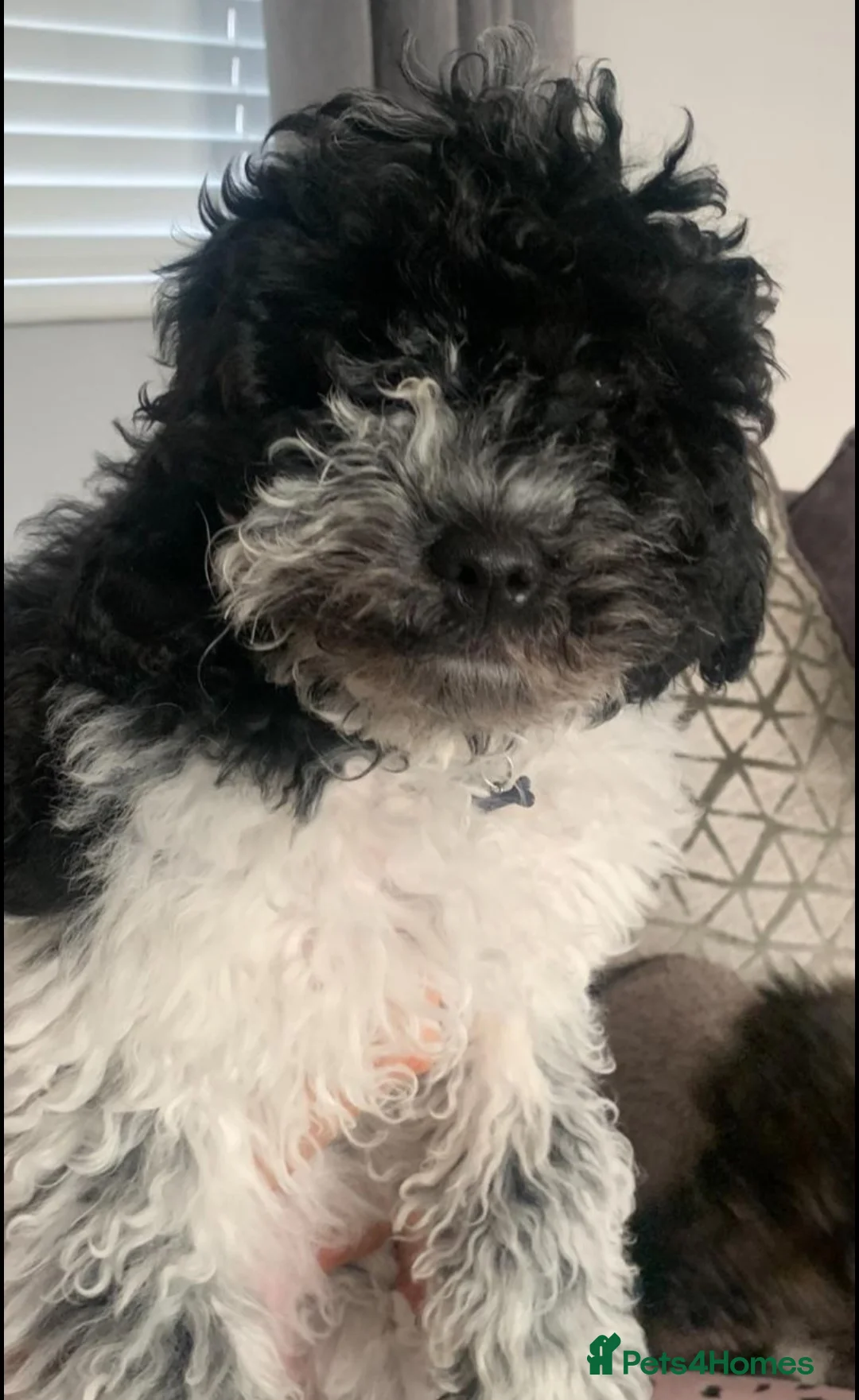 Mixed Breed dogs for sale: Puppies for sale in Newcastle upon Tyne - Advert 2