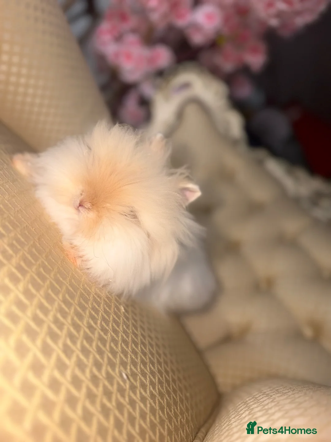 Angora rabbits for sale: Teddy dwerg doe available 🐰🤍✨  - Advert 2