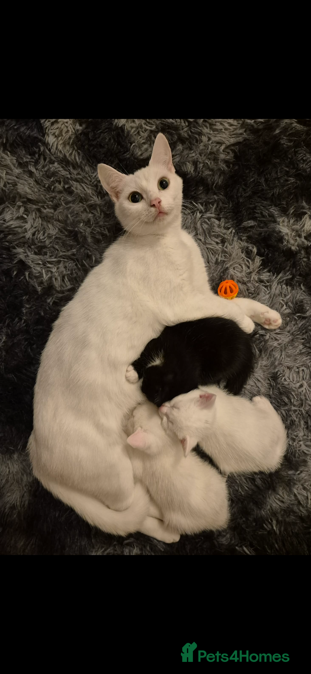 Mixed Breed cats for sale: Willow  - Advert 4