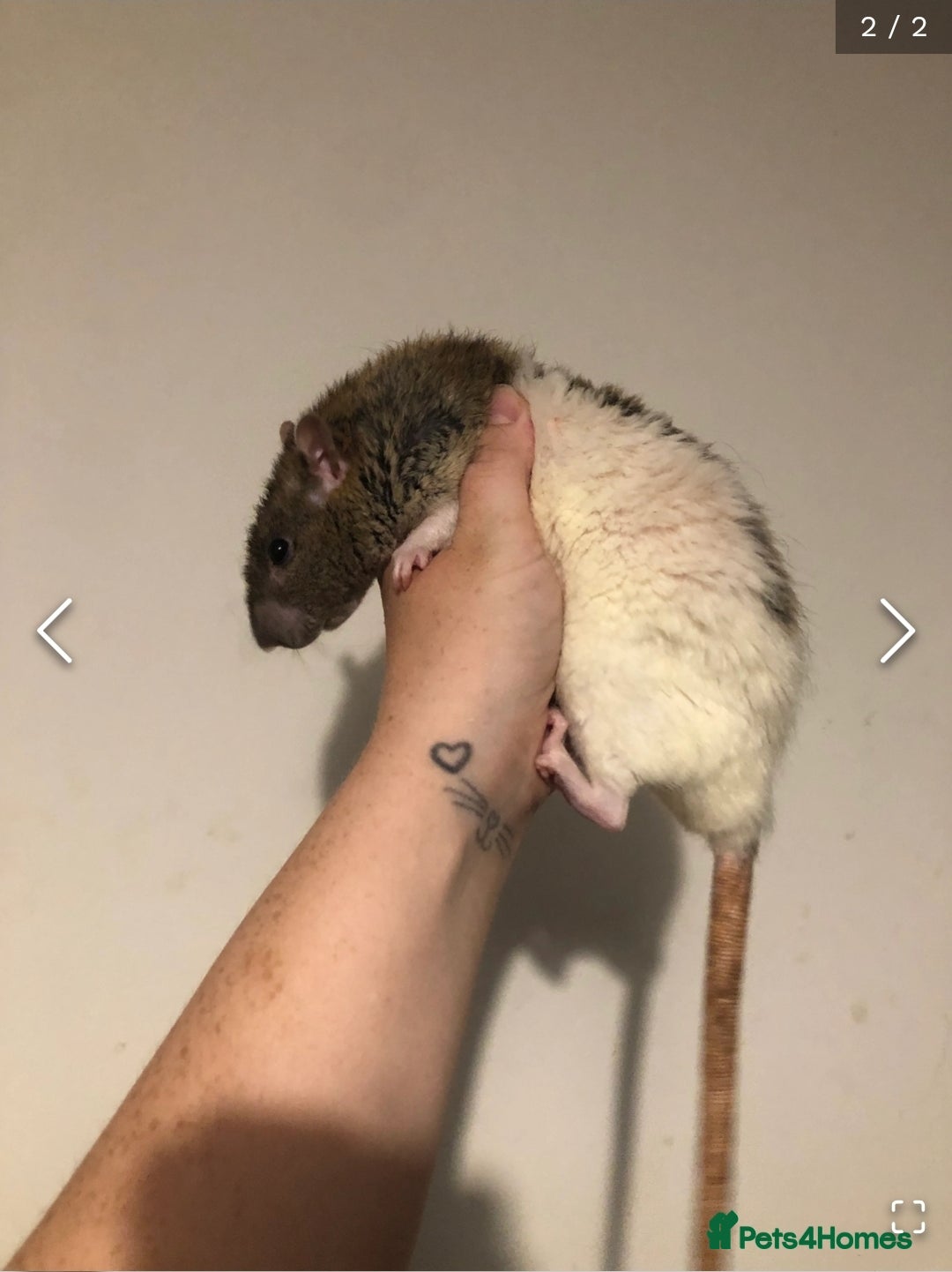 Rat rodents for sale: 2 males - Image 4