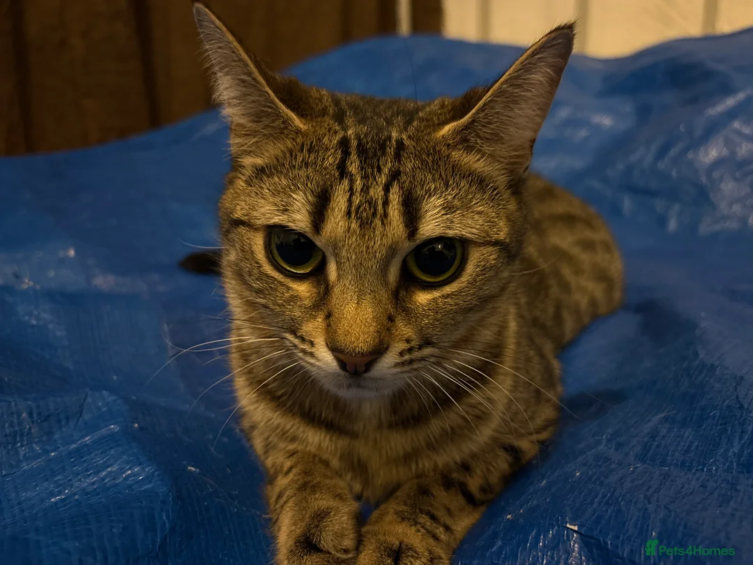 Bengal cats for sale: A bengal girl for sale  in Ilford - Advert 2