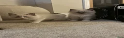 Ragdoll cats for sale: 10 week brother and sister  - Advert 11