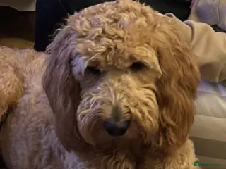 Double Doodle dogs Beautiful double doodles from family pet - Advert 12