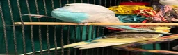 Budgerigars birds for sale: NON-FLYERS  Pair of Budgies – £40 for the pair - Advert 11
