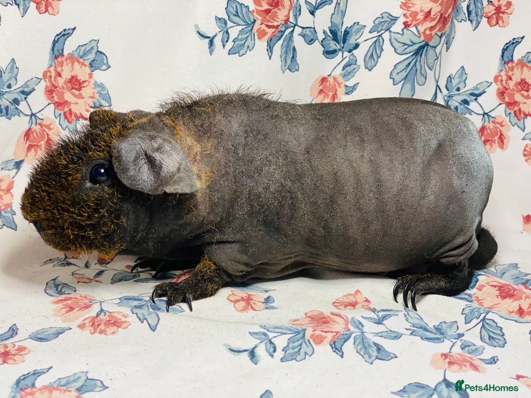 Guinea Pig rodents for sale: Pair of stunning skinny and werewolf young boys - Advert 9