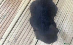 Mixed Breed dogs for sale: Stunning jackapoo x cocapoo puppies - Image 21