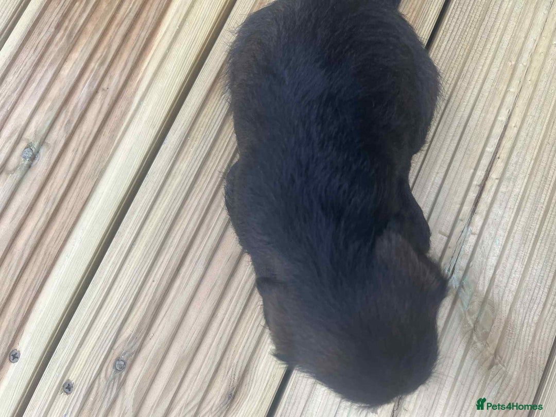 Mixed Breed dogs for sale: Stunning jackapoo x cocapoo puppies - Image 21