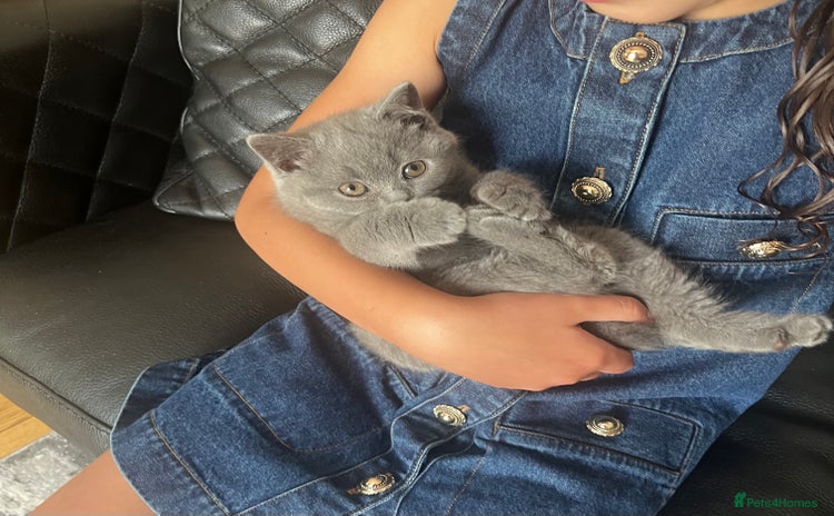British Shorthair cats - Advert 2