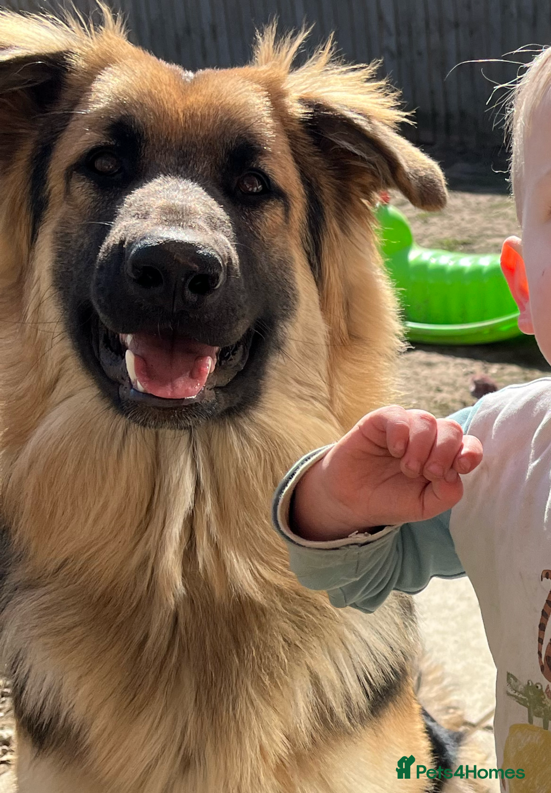 German Shepherd dogs for sale: 2 German shepherds - Advert 3