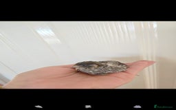 Quail poultry for sale: 8 button quail chicks for sale  - Image 3