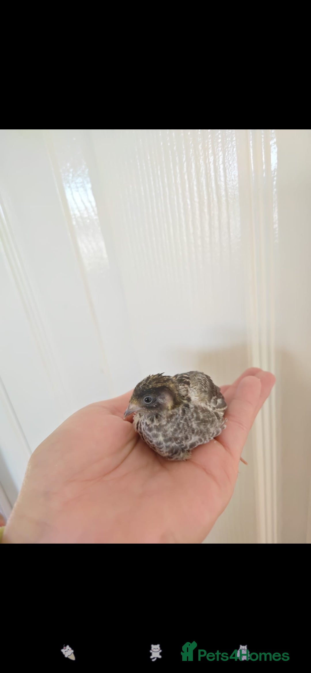 Quail poultry for sale: 8 button quail chicks for sale  - Image 3