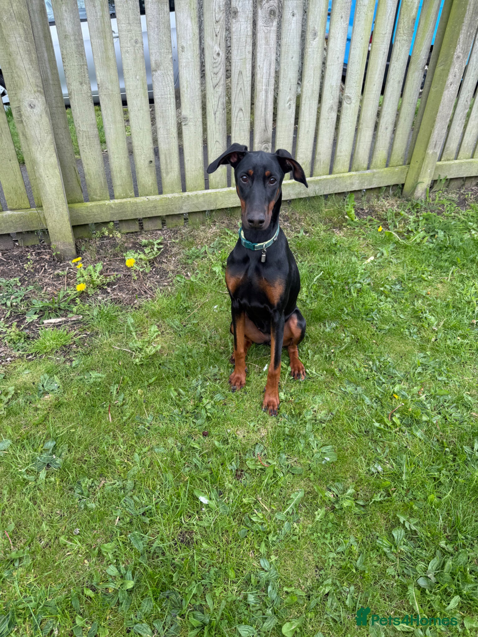 Dobermann dogs Dobermann bitch  - Advert 2