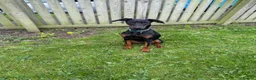 Dobermann dogs for sale: Dobermann bitch  - Advert 1