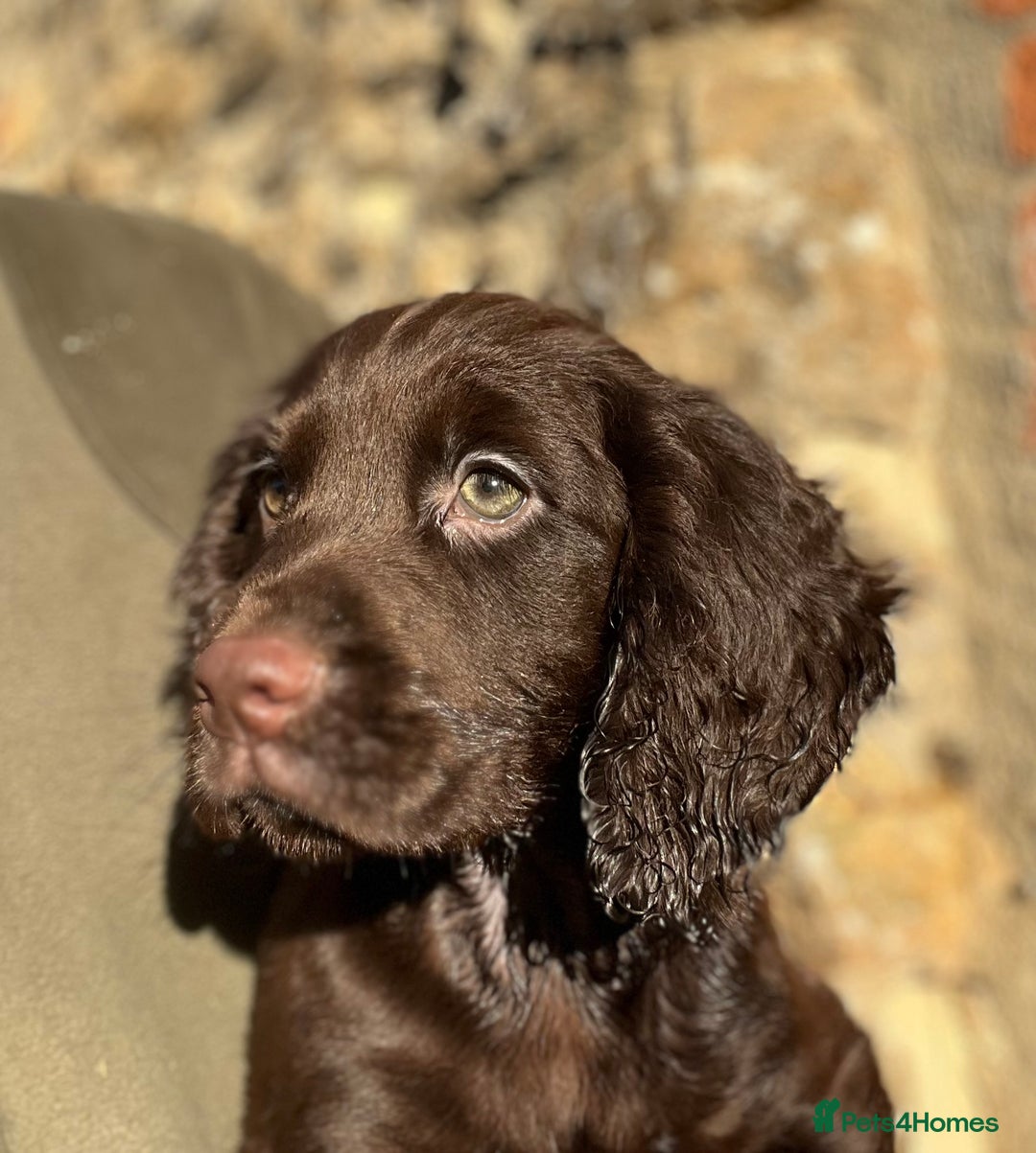 Cocker Spaniel dogs for sale: KC COCKER SPANIEL PUPPIES - Advert 1
