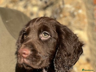 Cocker Spaniel dogs KC COCKER SPANIEL PUPPIES - Advert 15