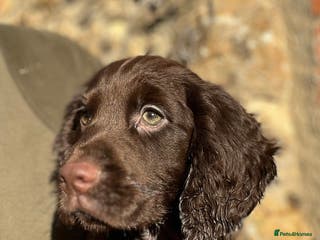 Cocker Spaniel dogs KC COCKER SPANIEL PUPPIES - Advert 3