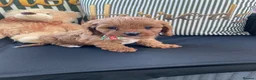 Cavapoo dogs for sale: Toy poodle cavapoos ❤️ in Newark - Advert 13