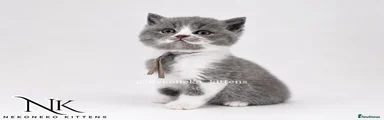 MEOWTH - BLUE BI-COLOUR (M) BSH