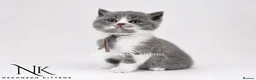 British Shorthair cats for sale: 10 Week old GCCF REG BSH KITTENS  - Advert 10