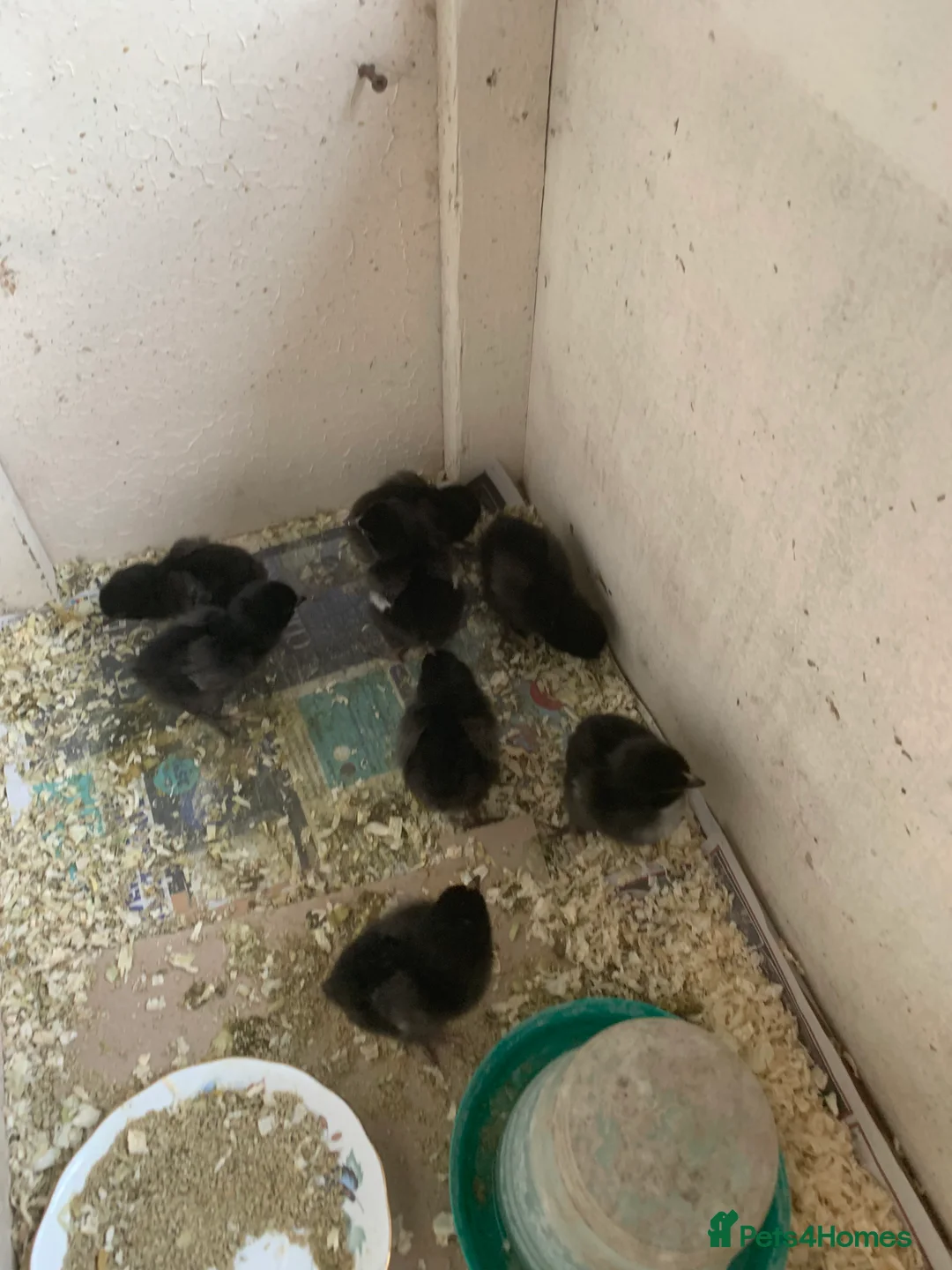 Chickens poultry for sale: French Maran chicks  - Advert 1